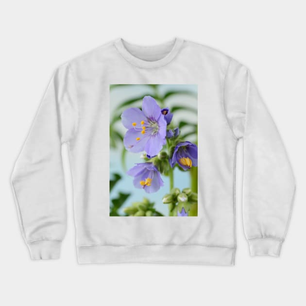 Polemonium  &amp;#39;Blue Pearl&amp;#39;  Jacob&amp;#39;s ladder Crewneck Sweatshirt by chrisburrows